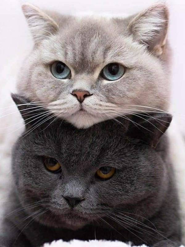 http://upforme.ru/uploads/0004/02/e8/1734/t45560.jpg