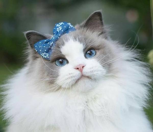 http://upforme.ru/uploads/0004/02/e8/1734/t49070.jpg