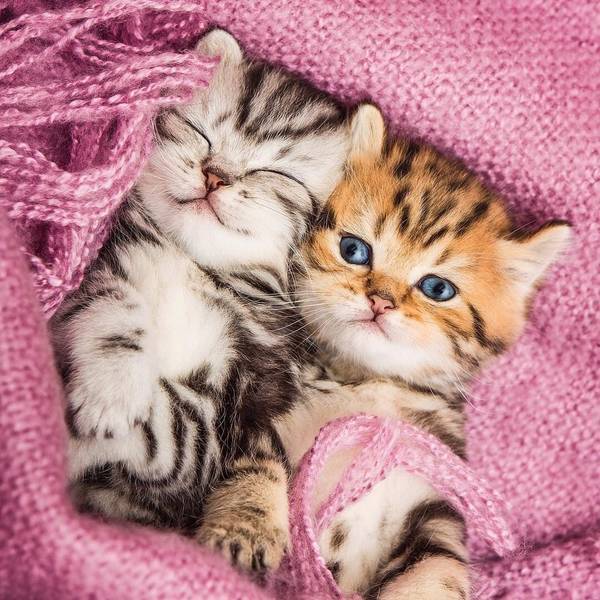 http://upforme.ru/uploads/0004/02/e8/1734/t530991.jpg