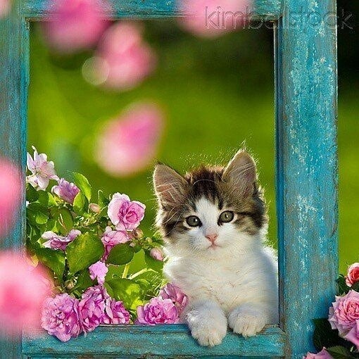 http://upforme.ru/uploads/0004/02/e8/1734/t55504.jpg