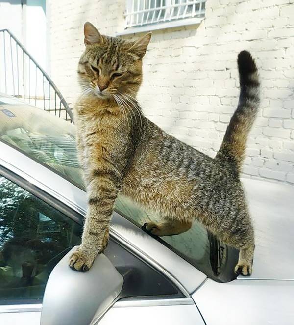 http://upforme.ru/uploads/0004/02/e8/1734/t64037.jpg