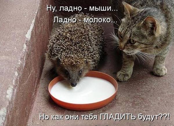http://upforme.ru/uploads/0004/02/e8/1734/t69741.jpg