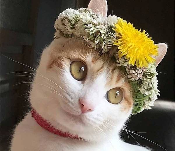 http://upforme.ru/uploads/0004/02/e8/1734/t71939.jpg