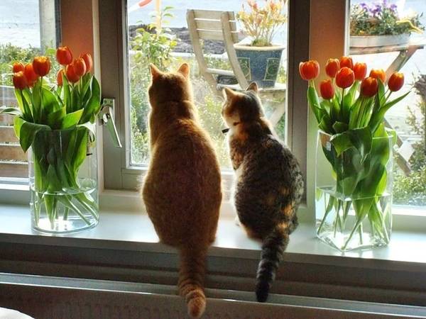 http://upforme.ru/uploads/0004/02/e8/1734/t72721.jpg