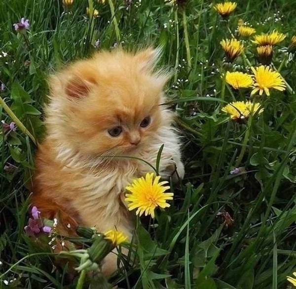 http://upforme.ru/uploads/0004/02/e8/1734/t74260.jpg