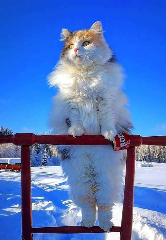 http://upforme.ru/uploads/0004/02/e8/1734/t74766.jpg