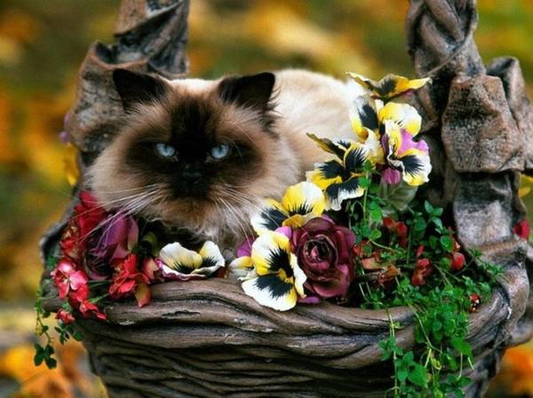 http://upforme.ru/uploads/0004/02/e8/1734/t760542.jpg