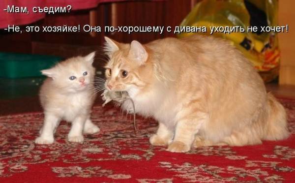 http://upforme.ru/uploads/0004/02/e8/1734/t760998.jpg
