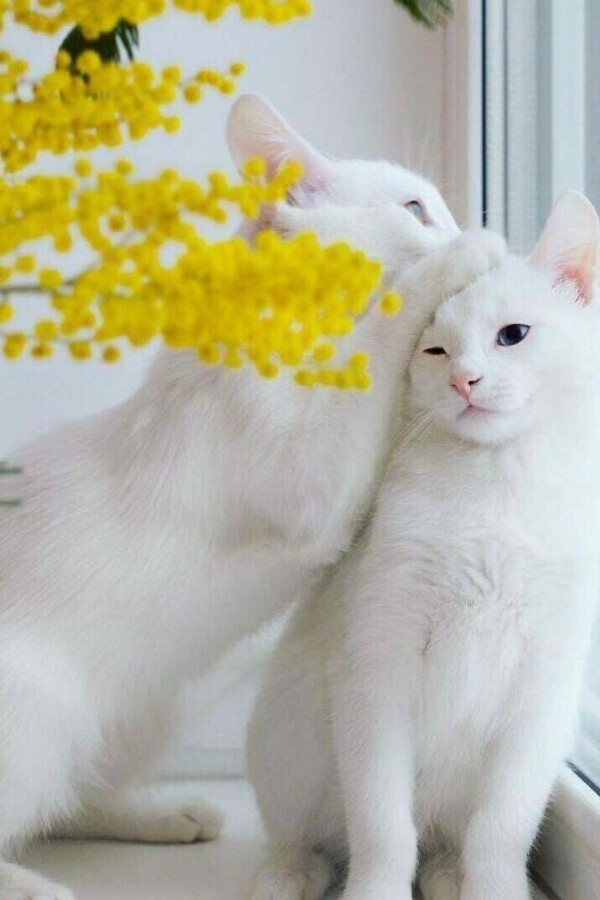 http://upforme.ru/uploads/0004/02/e8/1734/t78569.jpg