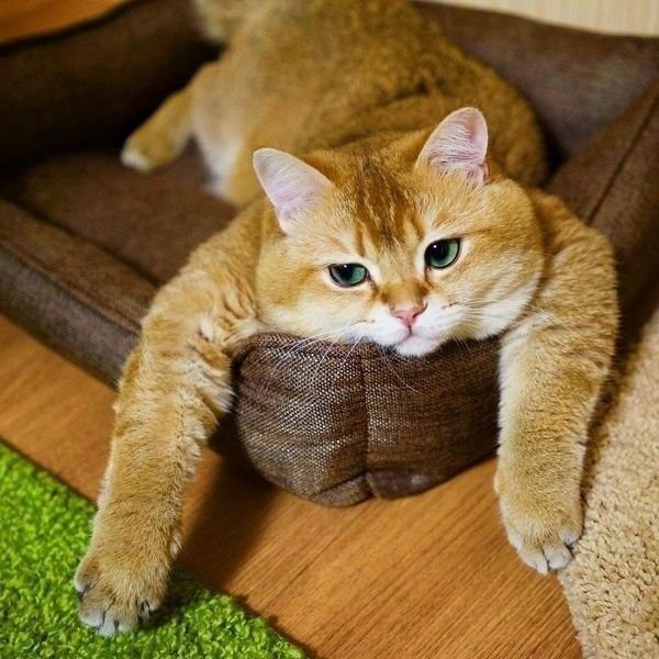 http://upforme.ru/uploads/0004/02/e8/1734/t82354.jpg