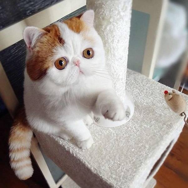 http://upforme.ru/uploads/0004/02/e8/1734/t83111.jpg