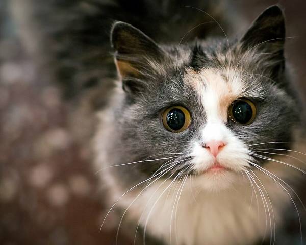 http://upforme.ru/uploads/0004/02/e8/1734/t919043.jpg