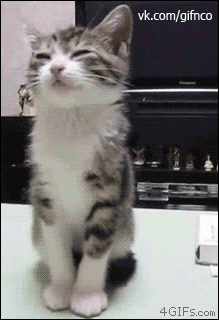http://upforme.ru/uploads/0004/02/e8/7248/t20356.gif