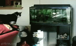 http://upforme.ru/uploads/0004/02/e8/7248/t249486.gif