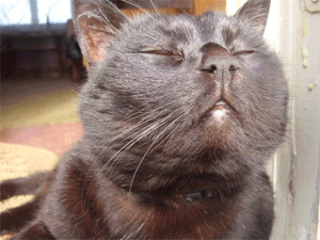 http://upforme.ru/uploads/0004/02/e8/7248/t279673.gif