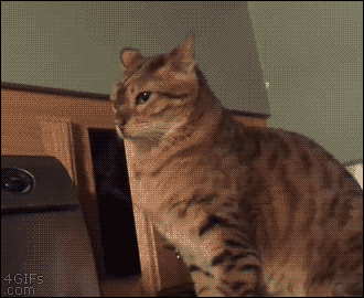 http://upforme.ru/uploads/0004/02/e8/7248/t446748.gif