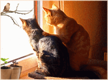 http://upforme.ru/uploads/0004/02/e8/7248/t452496.gif