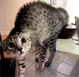 http://upforme.ru/uploads/0004/02/e8/7248/t531875.gif