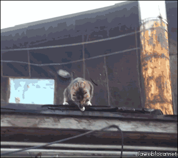 http://upforme.ru/uploads/0004/02/e8/7248/t698391.gif