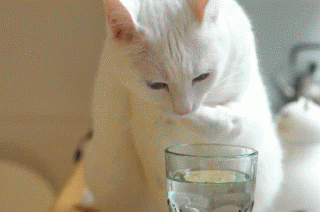 http://upforme.ru/uploads/0004/02/e8/7248/t862064.gif