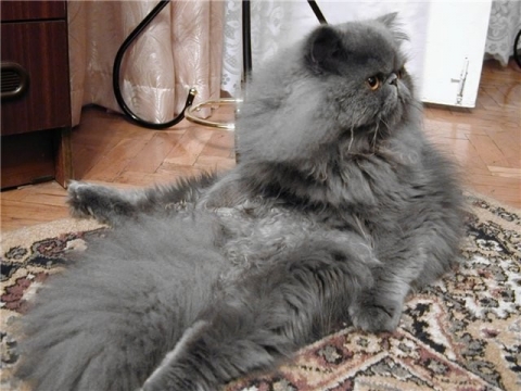 http://upforme.ru/uploads/0004/02/e8/7248/t874793.jpg