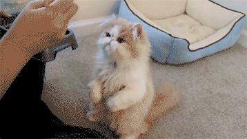 http://upforme.ru/uploads/0004/02/e8/7248/t882681.gif