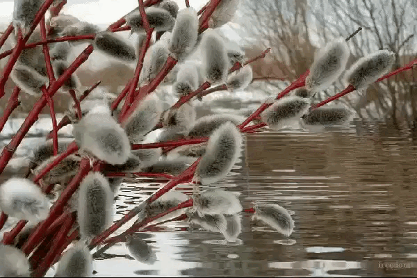 http://upforme.ru/uploads/0004/02/e8/8306/677441.gif