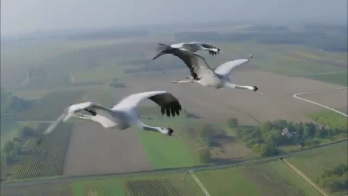 http://upforme.ru/uploads/0004/02/e8/9346/t359308.gif