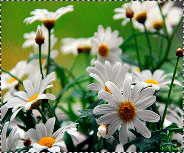 http://upforme.ru/uploads/0004/02/e8/9402/402586.gif