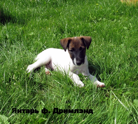 http://upforme.ru/uploads/0004/35/bf/12125-3-f.jpg