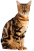 http://upforme.ru/uploads/0004/6e/3c/768-1.png