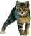 http://upforme.ru/uploads/0004/6e/3c/799-1.gif