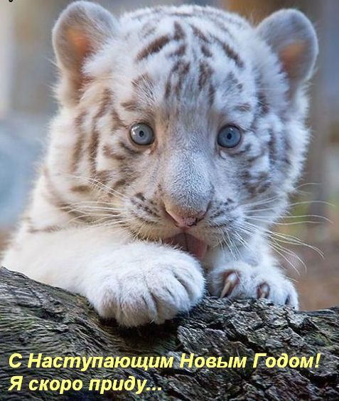 http://upforme.ru/uploads/0004/73/53/11066-5-f.jpg