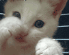 http://upforme.ru/uploads/0004/b7/45/4510-2.gif