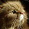 http://upforme.ru/uploads/0004/f0/b4/12141-3.jpg