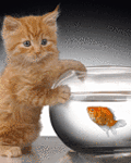 http://upforme.ru/uploads/0004/f9/99/377-5.gif