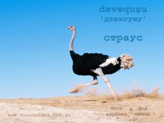 http://upforme.ru/uploads/0006/9c/8b/56-3.jpg