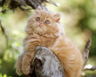 http://upforme.ru/uploads/0007/94/bd/421-1.jpg