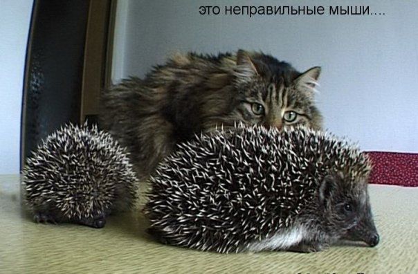 http://upforme.ru/uploads/0008/33/62/714-1-f.jpg