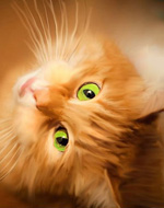 http://upforme.ru/uploads/0008/78/3a/304-5.jpg