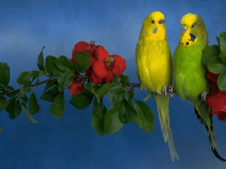http://upforme.ru/uploads/0008/8f/c2/3481-1.gif