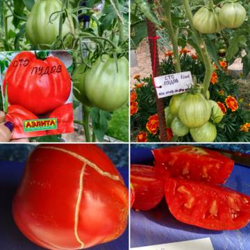 http://upforme.ru/uploads/0008/a6/2e/2/t57329.jpg