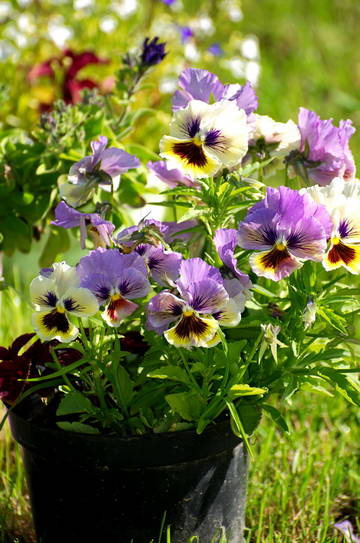 http://upforme.ru/uploads/0008/a6/2e/2/t66636.jpg