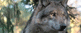 http://upforme.ru/uploads/0008/c5/b2/245-2.gif