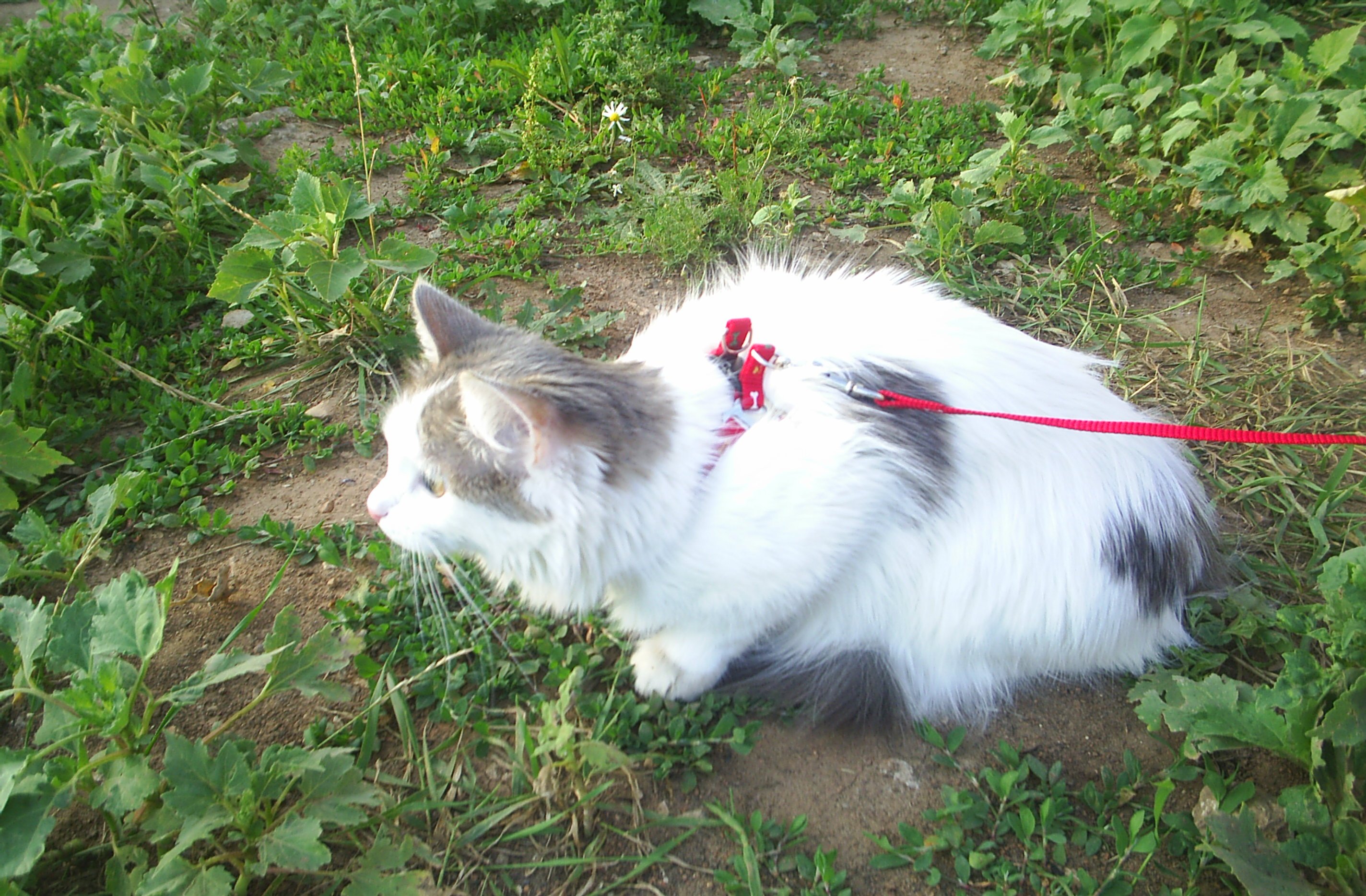http://upforme.ru/uploads/0008/ea/fe/48245-1-f.jpg