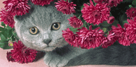 http://upforme.ru/uploads/0008/ea/fe/9007-5.gif