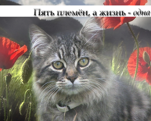 http://upforme.ru/uploads/0009/32/bf/7008-1-f.png