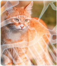http://upforme.ru/uploads/0009/d3/0d/4292-1.png