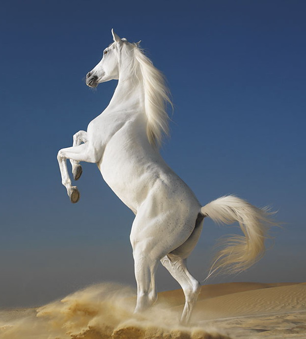 http://upforme.ru/uploads/0009/fa/f2/311-4-f.jpg