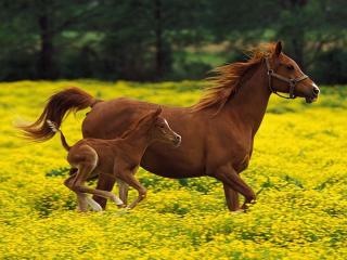http://upforme.ru/uploads/000a/3c/0f/2120-1.jpg